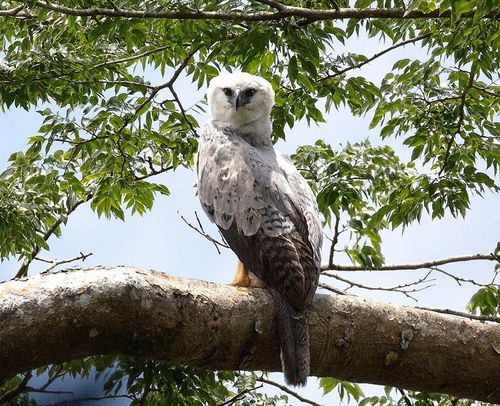 Harpy Eagle, photo 5 of 9