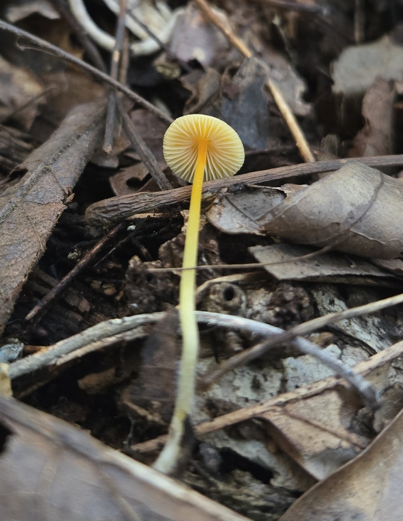 Mycena crocea