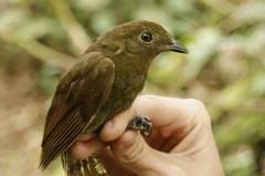 Schiffornis veraepacis