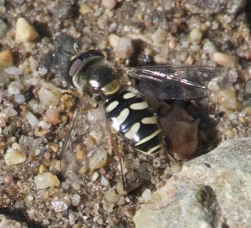 Unknown species found near Santa Cruz County, AZ, USA