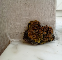 Xanthoria parietina