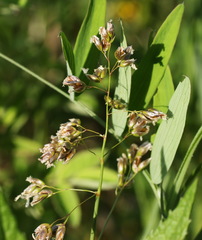 Anthoxanthum glabrum