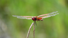 Tramea stenoloba