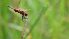 Tramea stenoloba