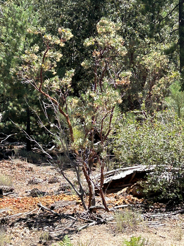 iNaturalist observation photo of bearberries and manzanitas