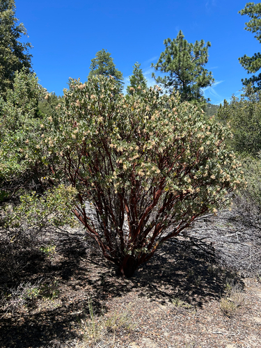 iNaturalist observation photo of bearberries and manzanitas