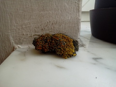 Xanthoria parietina