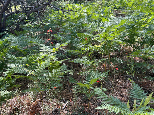 iNaturalist observation photo of Plants
