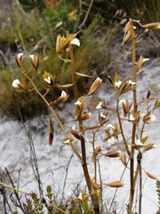 Eulophia tristis