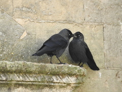 Corvus monedula