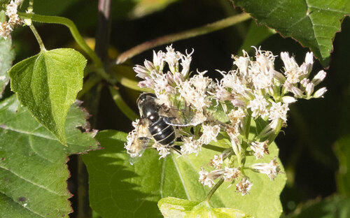 Unknown species found near Occoquan Regional Park, 9751 Ox Rd, Lorton, VA 22079, USA