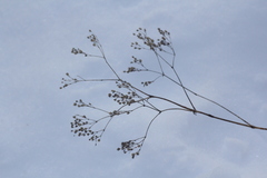 Gypsophila altissima