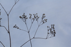 Gypsophila altissima