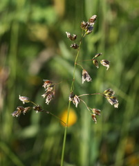 Anthoxanthum glabrum