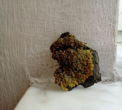 Xanthoria parietina
