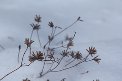 Ziziphora clinopodioides