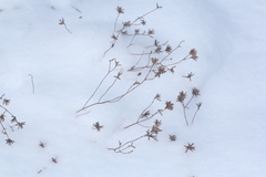 Ziziphora clinopodioides