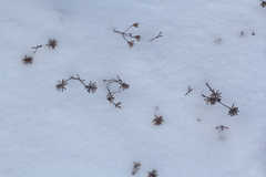 Ziziphora clinopodioides