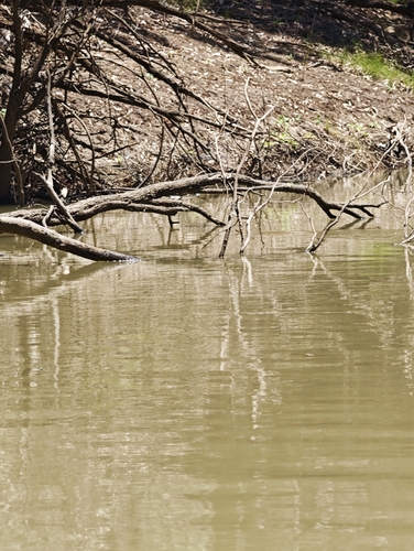 Eastern Brown Snake sighting