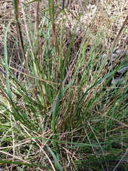 Tribolium hispidum