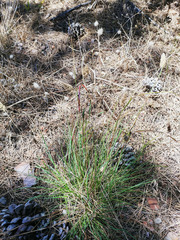 Tribolium hispidum