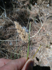 Tribolium hispidum