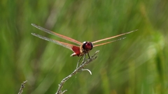 Tramea eurybia