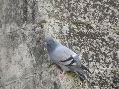Columba livia domestica