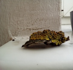 Xanthoria parietina