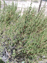 Cliffortia polygonifolia polygonifolia