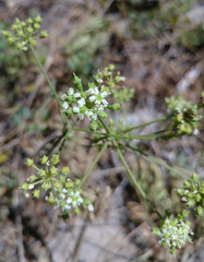 Lichtensteinia obscura
