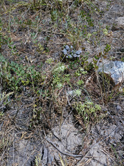 Lichtensteinia obscura