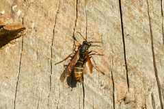 Polistes cinerascens