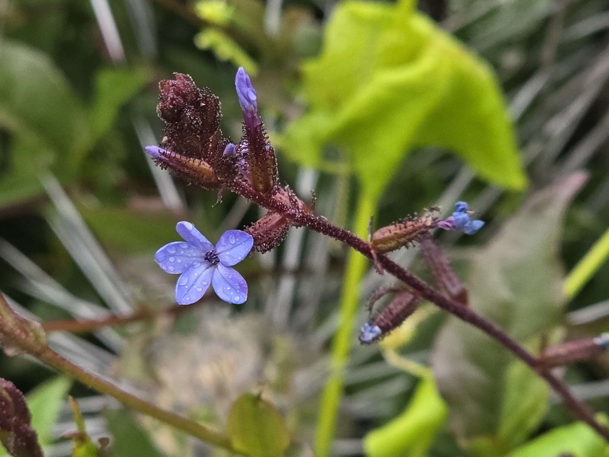 Chilean Plumbago (Plumbago caerulea)