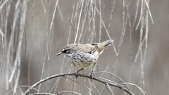 Sericornis maculatus