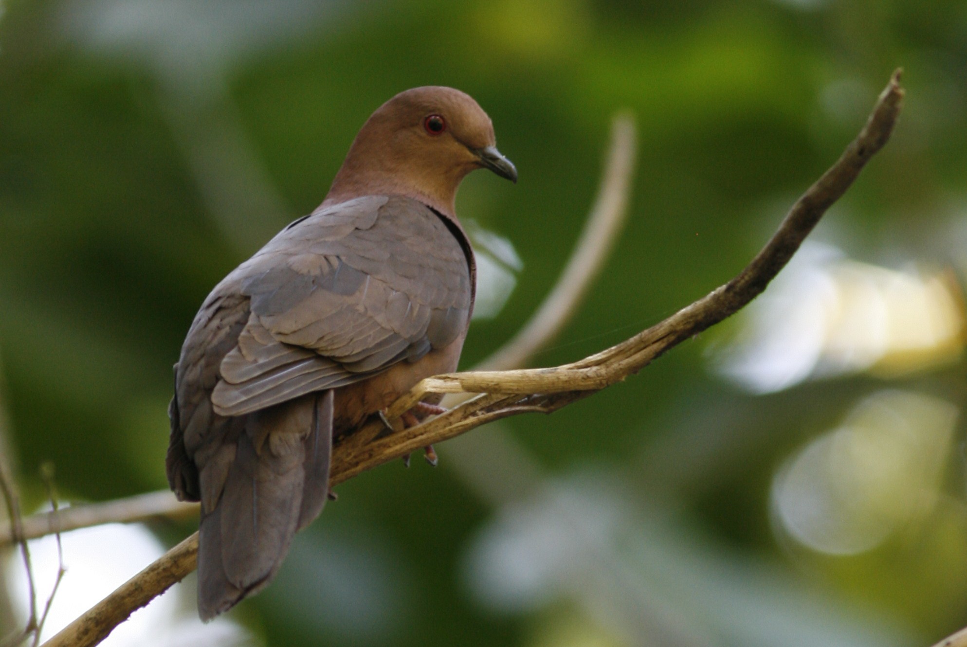 Paloma triste (Patagioenas nigrirostris) · iNaturalist Mexico