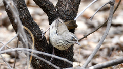 Sericornis maculatus