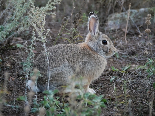 Mountain Cottontail