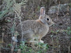 Mountain Cottontail photo 1