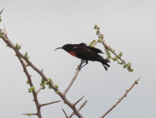 Hunter's Sunbird (Chalcomitra hunteri), photo 8