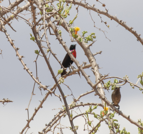 Hunter's Sunbird (Chalcomitra hunteri), photo 3