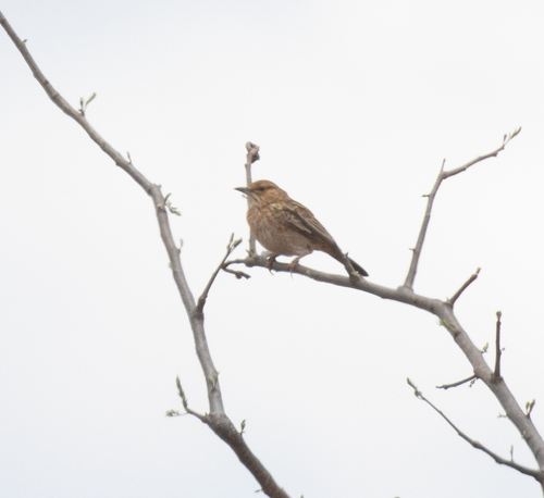 Pink-breasted Lark (Calendulauda poecilosterna), photo 10