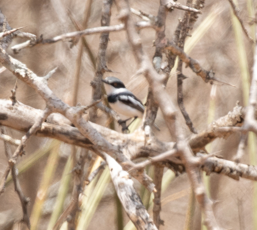 Pygmy Batis (Batis perkeo), photo 4