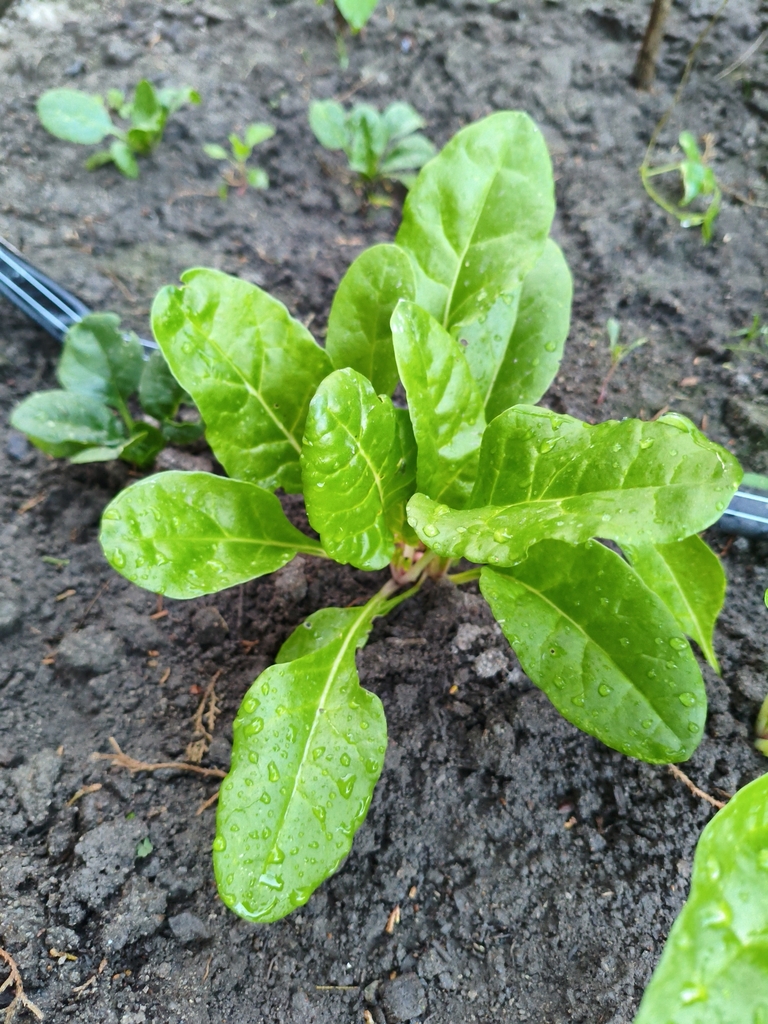 Spinach leaves ready for harvest