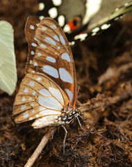 Graphium leonidas leonidas