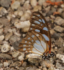 Graphium leonidas leonidas