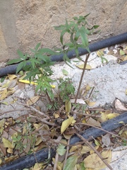 Vitex agnus-castus