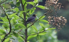 Turdus nigriceps