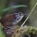 White-breasted Wood-Wren - Photo (c) Oscar Johnson, some rights reserved (CC BY-NC-ND), uploaded by Oscar Johnson