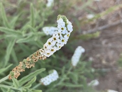 Heliotropium steudneri